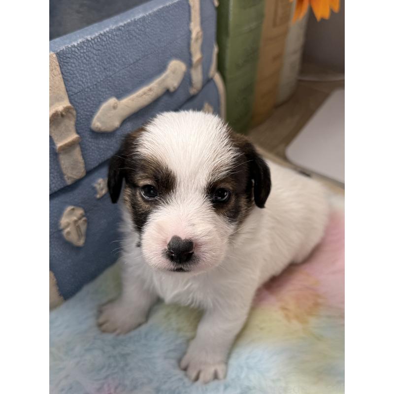 販売中の宮崎県のジャックラッセルテリア-451354の2枚目