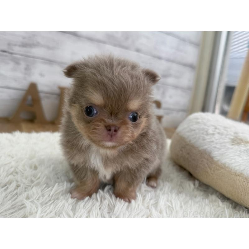 販売中の神奈川県のチワワ(ロングコート)-451358の4枚目