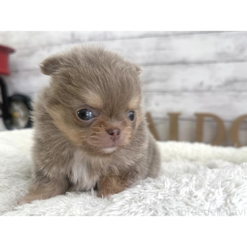 販売中の神奈川県のチワワ(ロングコート)-451358の2枚目