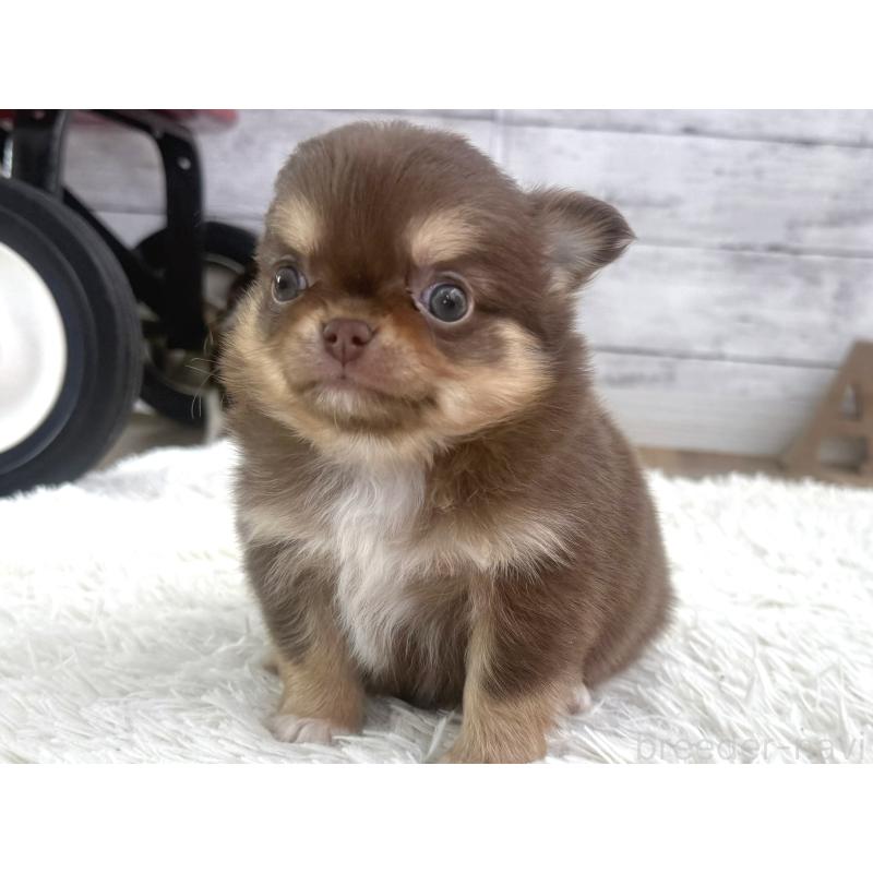 販売中の神奈川県のチワワ(ロングコート)-451359の5枚目