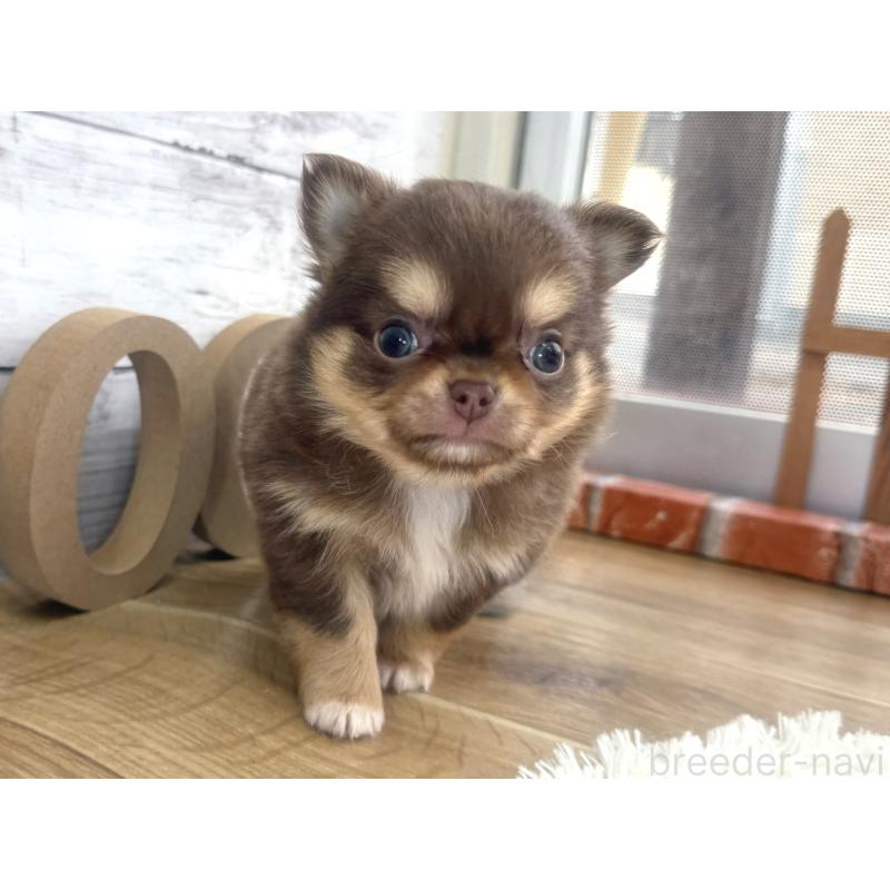 販売中の神奈川県のチワワ(ロングコート)-451359の4枚目