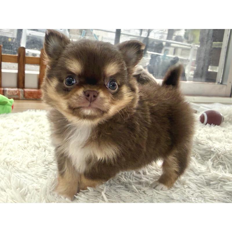 販売中の神奈川県のチワワ(ロングコート)-451359の3枚目