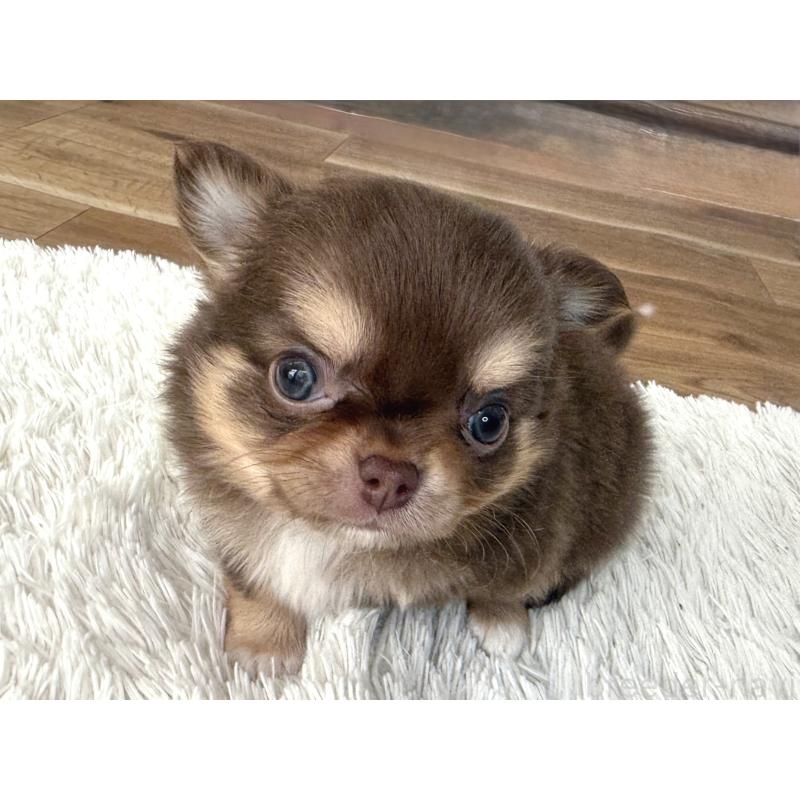 販売中の神奈川県のチワワ(ロングコート)-451359の2枚目