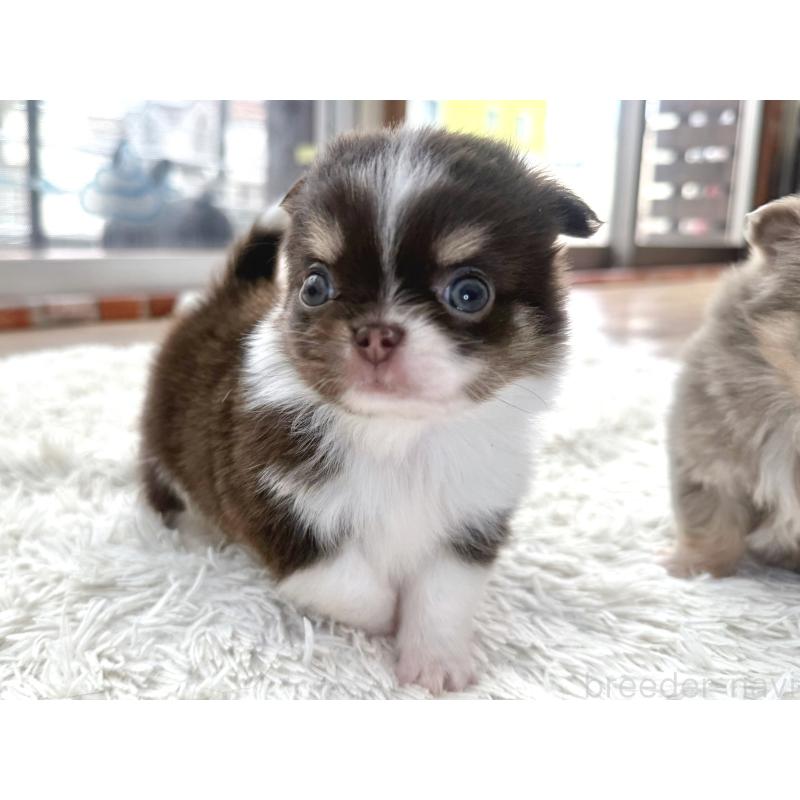 販売中の神奈川県のチワワ(ロングコート)-451362の5枚目