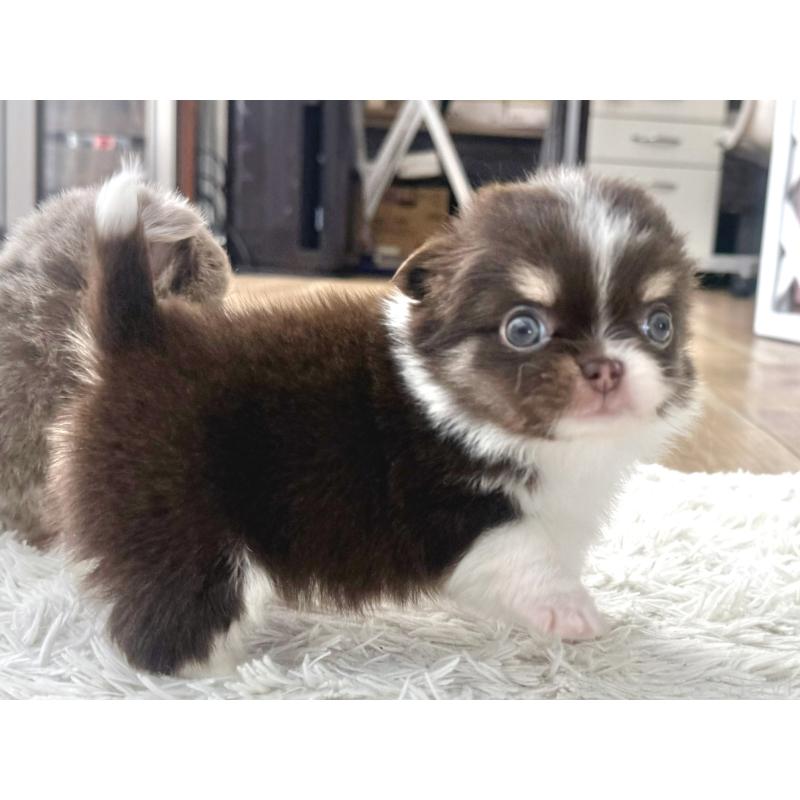 販売中の神奈川県のチワワ(ロングコート)-451362の4枚目