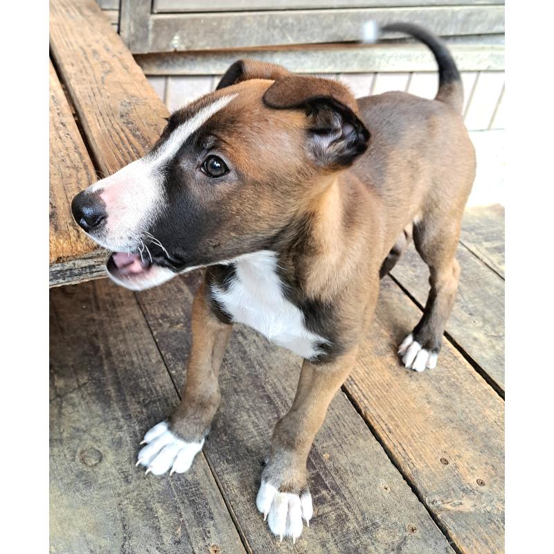 販売中の千葉県のミックス犬-451366