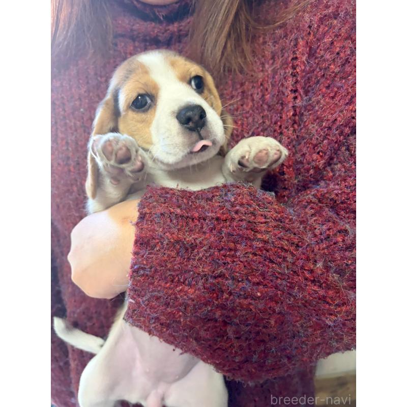 販売中の栃木県のビーグル-451087