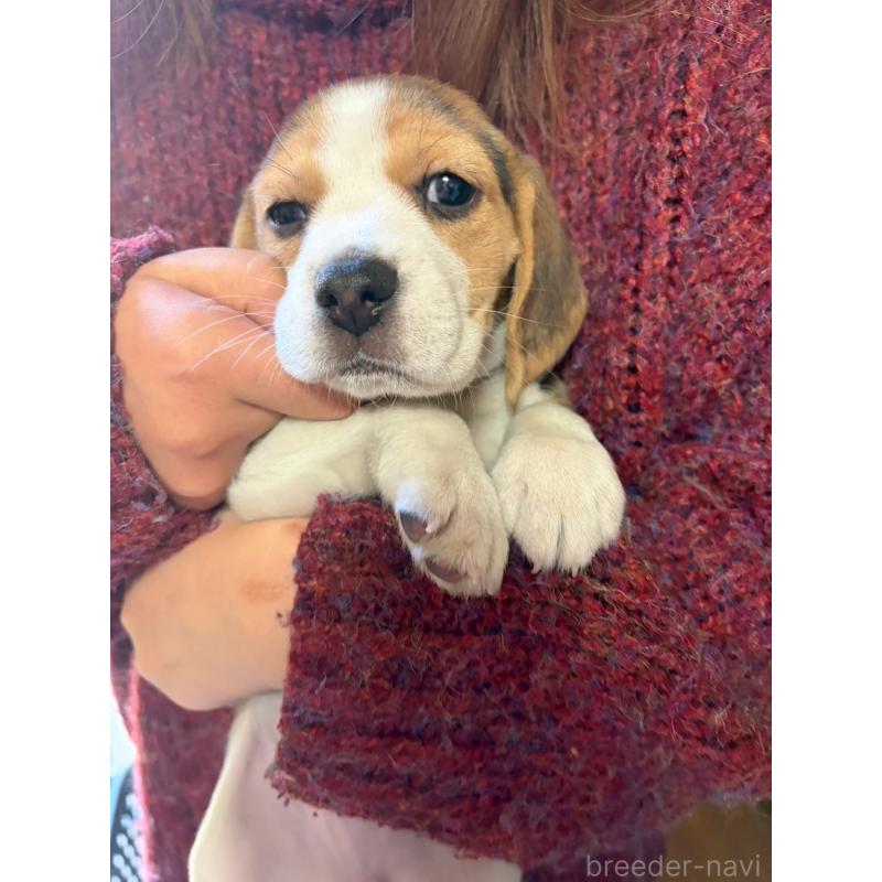 販売中の栃木県のビーグル-451087の3枚目