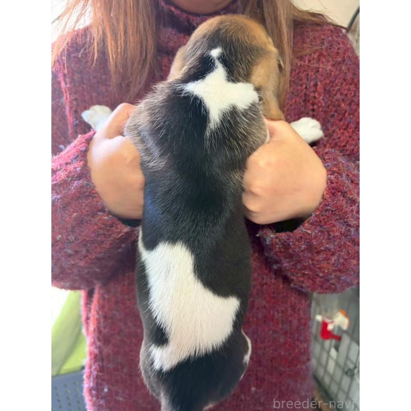 販売中の栃木県のビーグル-451087の2枚目