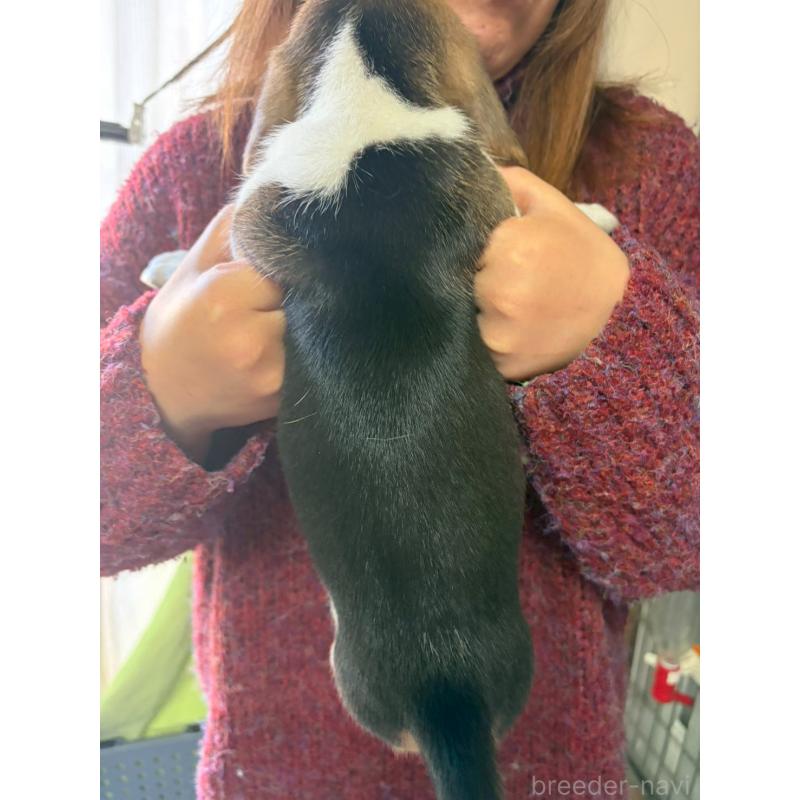 販売中の栃木県のビーグル-451088の3枚目