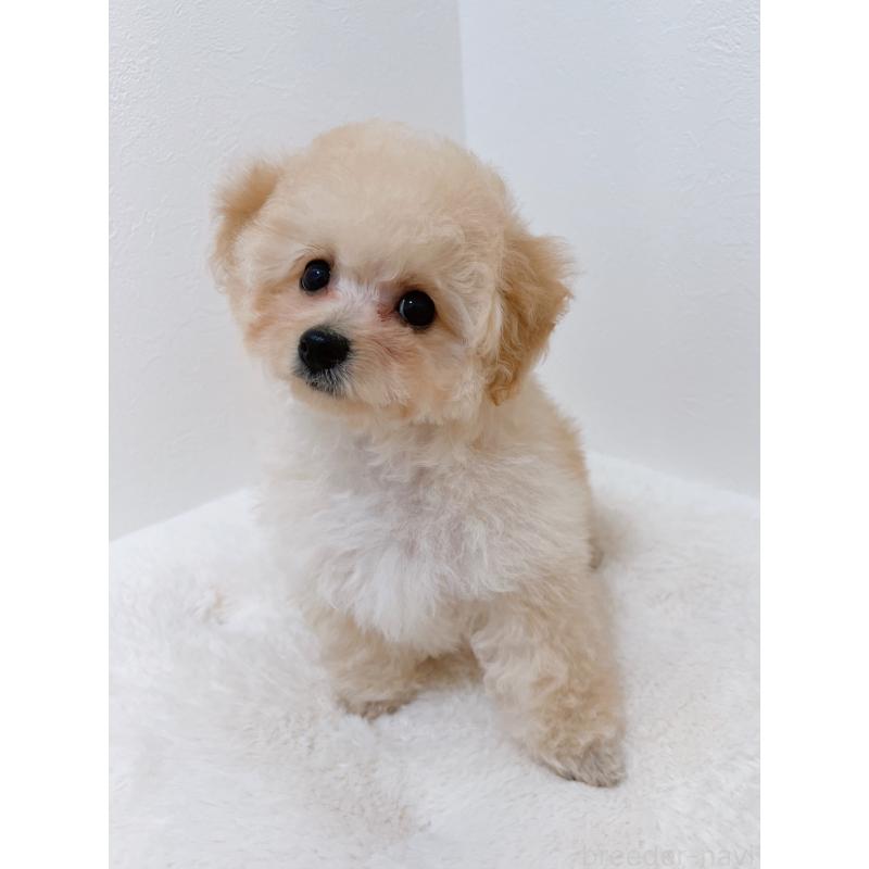 販売中の福岡県のタイニープードル-451093の5枚目