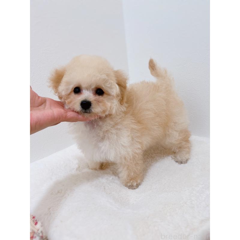 販売中の福岡県のタイニープードル-451093の4枚目