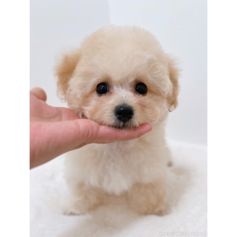 販売中の福岡県のタイニープードル-451093の3枚目