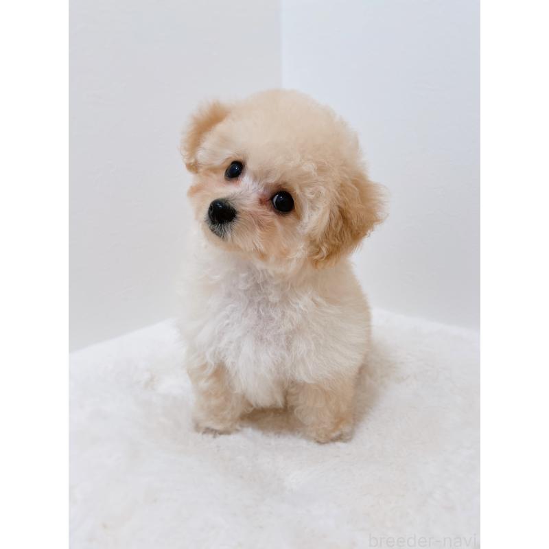 販売中の福岡県のタイニープードル-451093の2枚目