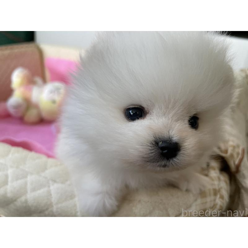 販売中の岐阜県のポメラニアン-451095の5枚目