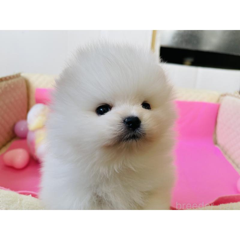 販売中の岐阜県のポメラニアン-451095の4枚目