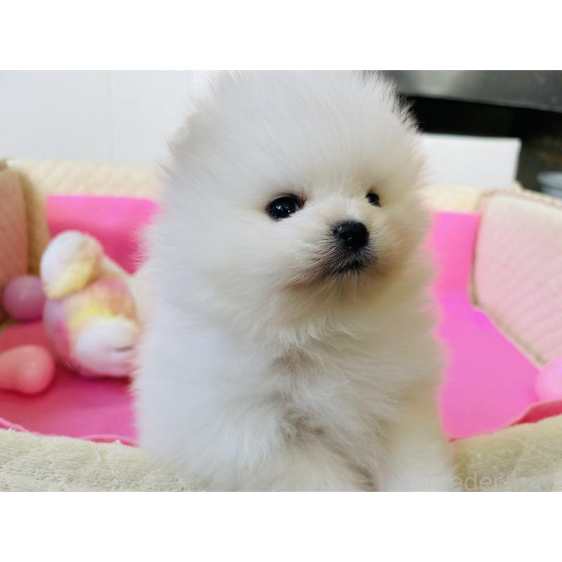 販売中の岐阜県のポメラニアン-451095の3枚目