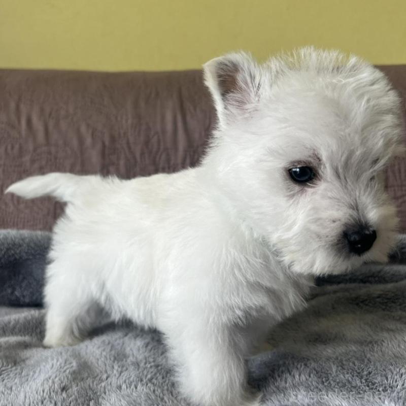 販売中の茨城県のウエストハイランドホワイトテリア(ウエスティ)-451099の5枚目