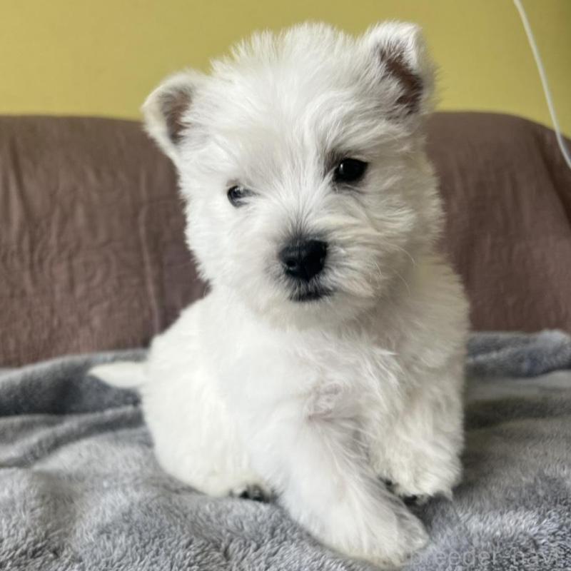 販売中の茨城県のウエストハイランドホワイトテリア(ウエスティ)-451099の4枚目