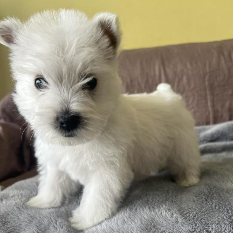 販売中の茨城県のウエストハイランドホワイトテリア(ウエスティ)-451099の3枚目
