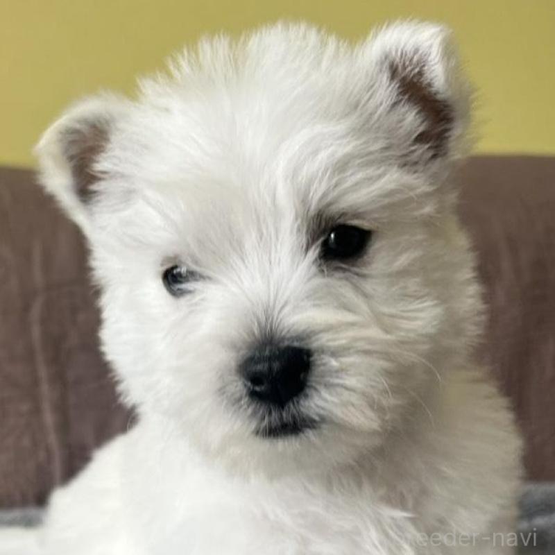 販売中の茨城県のウエストハイランドホワイトテリア(ウエスティ)-451099の2枚目