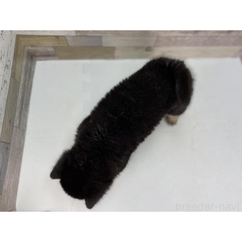 販売中の愛知県の柴犬-451107の4枚目