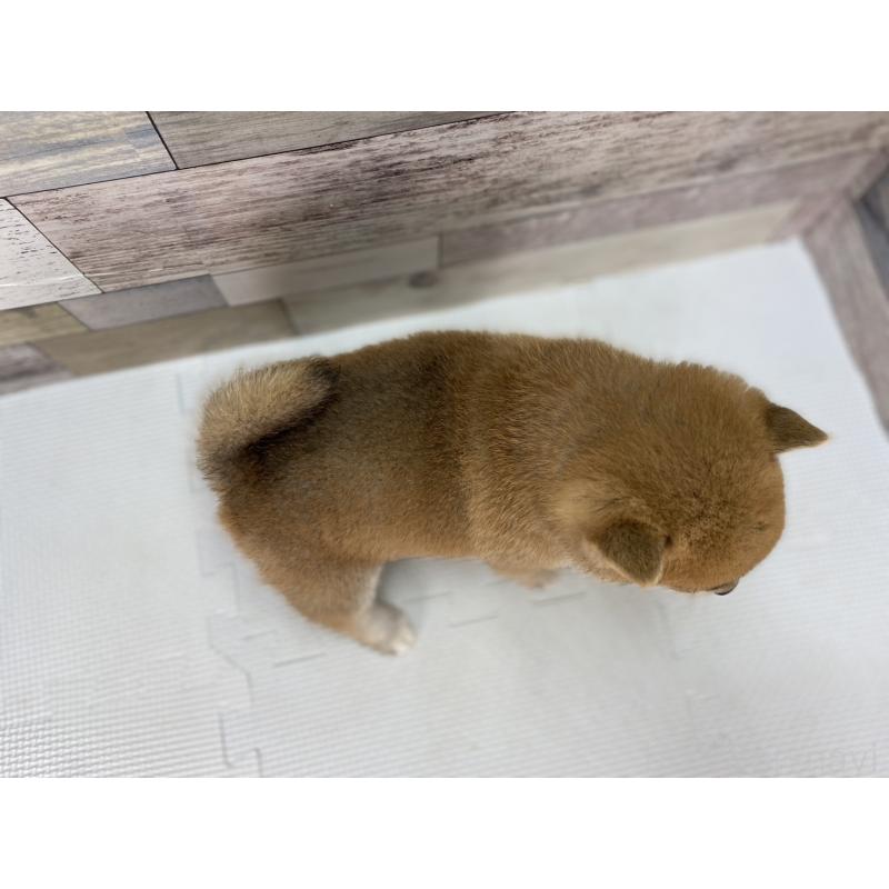 販売中の愛知県の豆柴-451112の4枚目