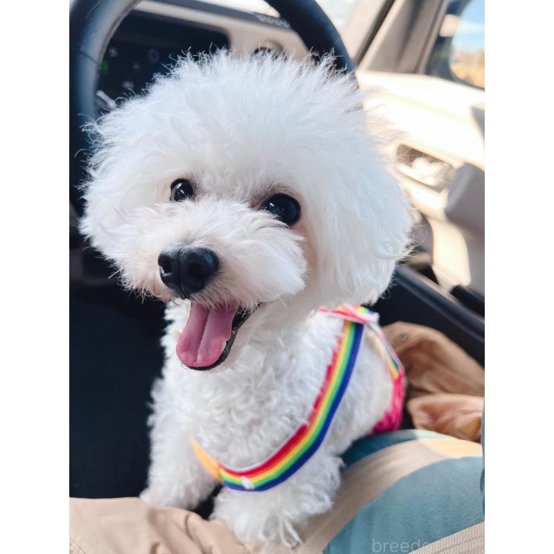 販売中の福岡県のタイニープードル-451129の4枚目