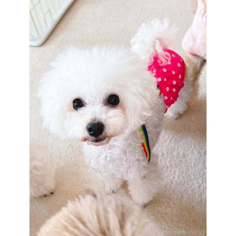 販売中の福岡県のタイニープードル-451129の3枚目