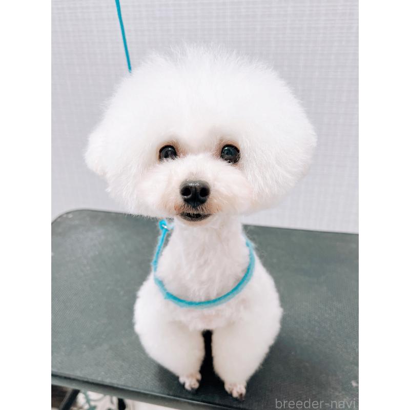 販売中の福岡県のタイニープードル-451129の2枚目