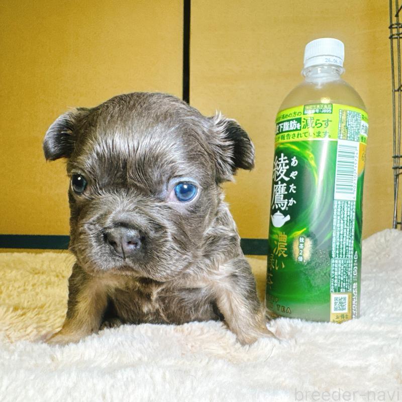 販売中の奈良県のフレンチブルドッグ-451374の18枚目