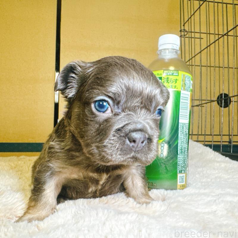 販売中の奈良県のフレンチブルドッグ-451374の17枚目