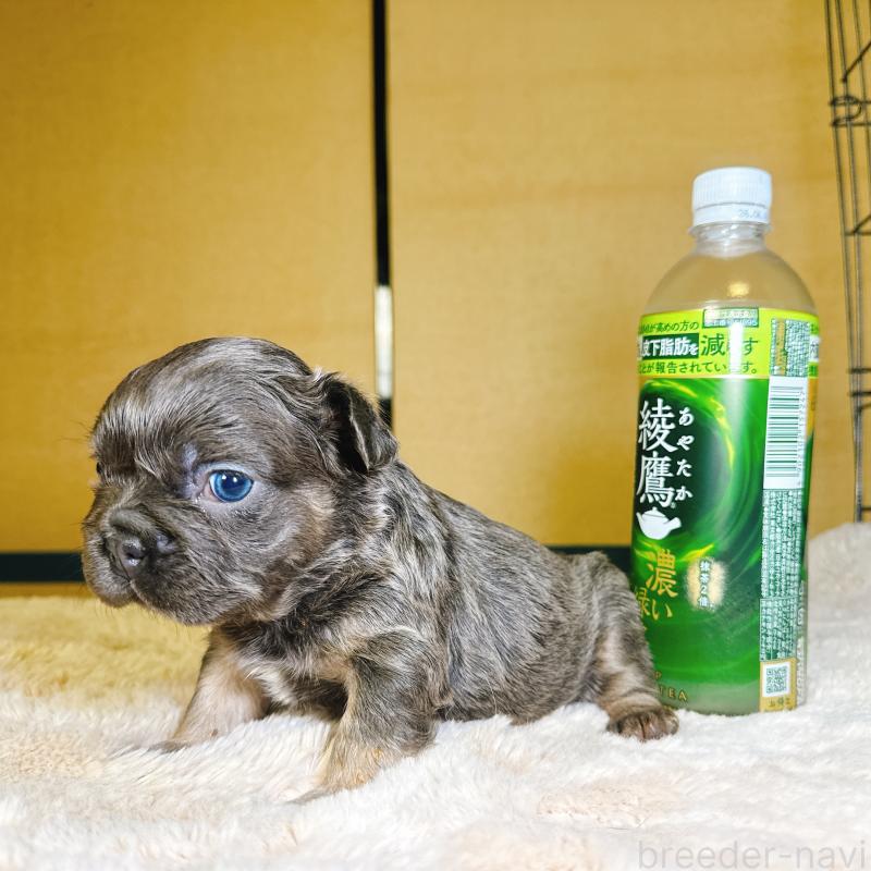 販売中の奈良県のフレンチブルドッグ-451374の14枚目