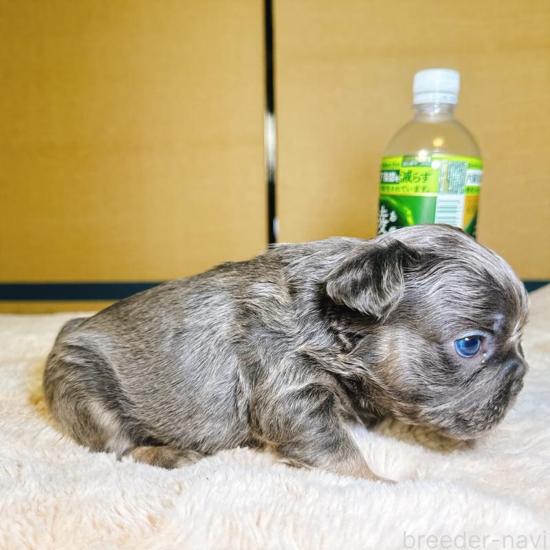 販売中の奈良県のフレンチブルドッグ-451374の13枚目