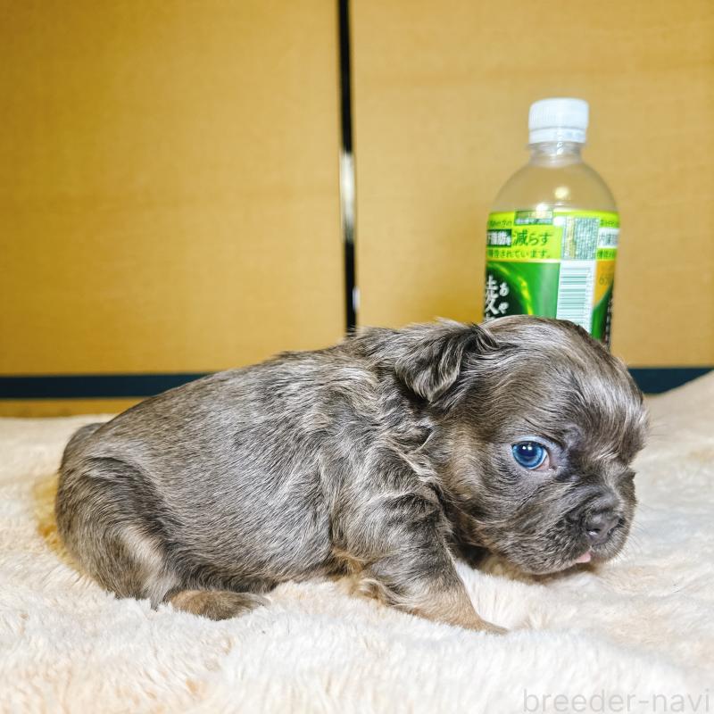 販売中の奈良県のフレンチブルドッグ-451374の12枚目