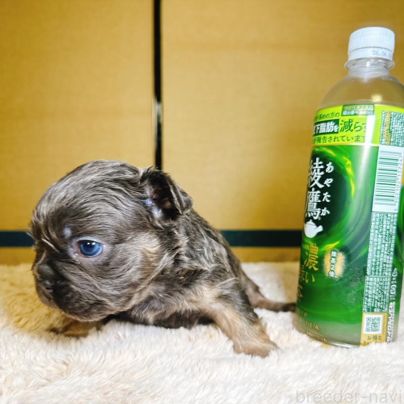 販売中の奈良県のフレンチブルドッグ-451374の10枚目