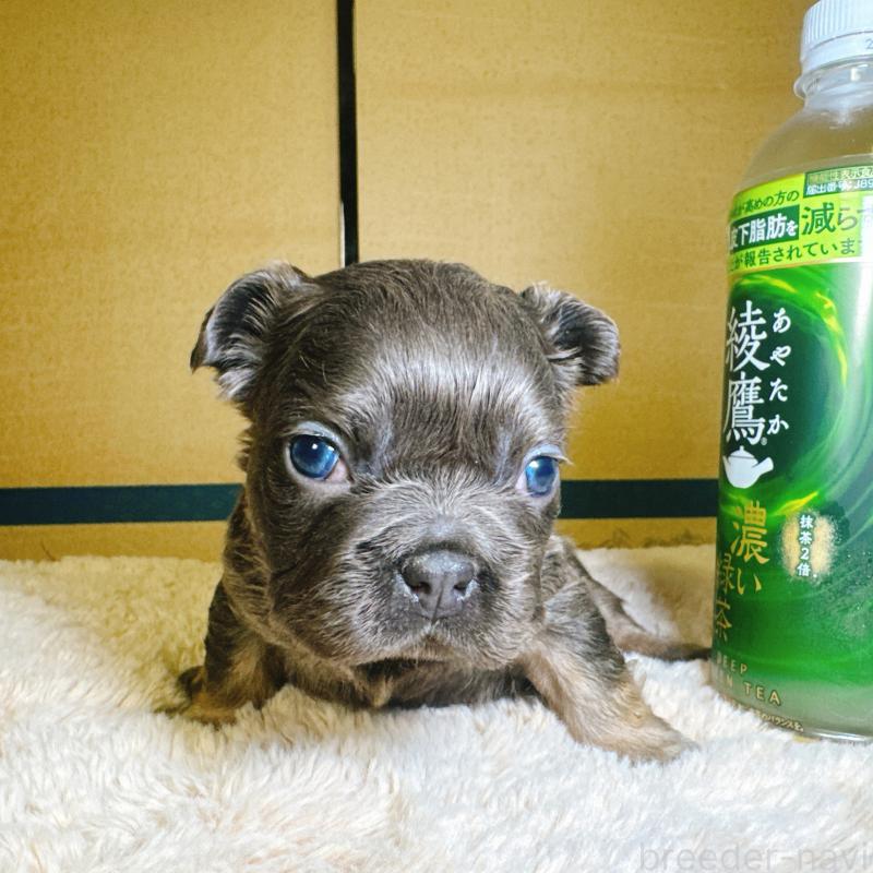 販売中の奈良県のフレンチブルドッグ-451374の9枚目