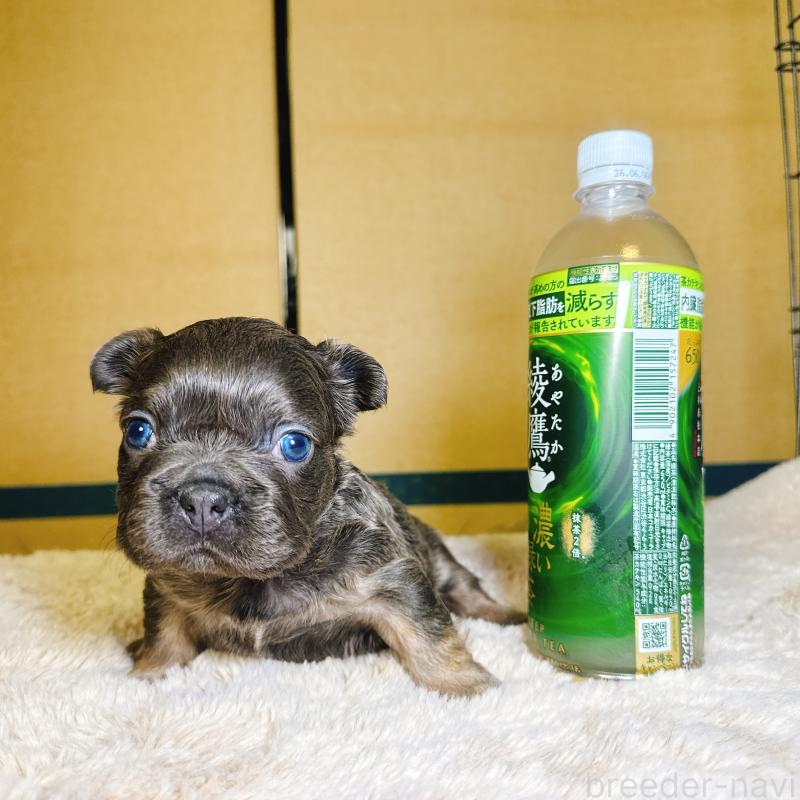 販売中の奈良県のフレンチブルドッグ-451374の8枚目