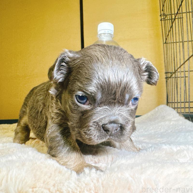 販売中の奈良県のフレンチブルドッグ-451374の7枚目