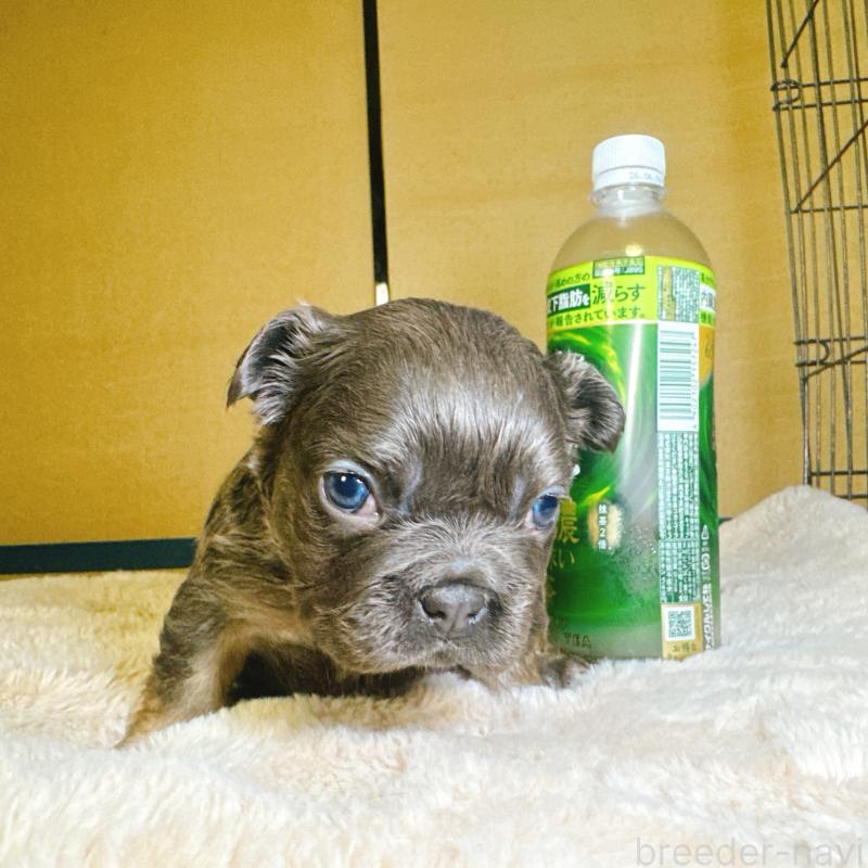 販売中の奈良県のフレンチブルドッグ-451374の6枚目