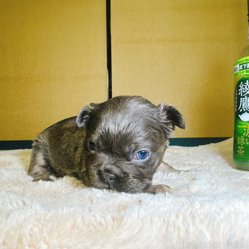 販売中の奈良県のフレンチブルドッグ-451374の4枚目