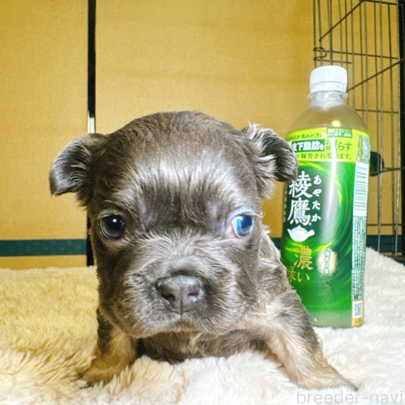 販売中の奈良県のフレンチブルドッグ-451374の3枚目