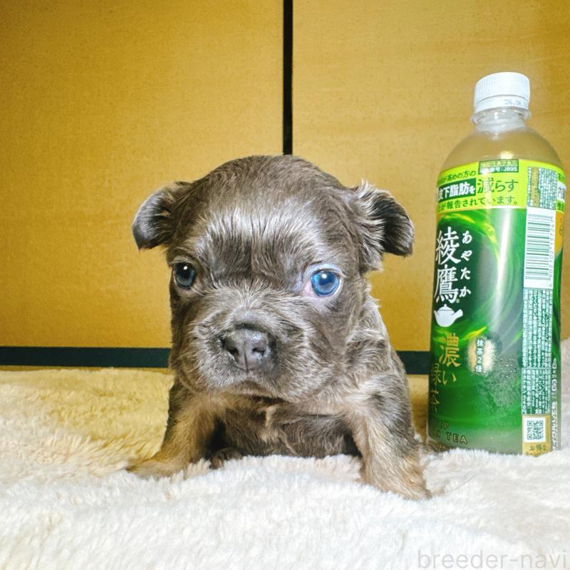 販売中の奈良県のフレンチブルドッグ-451374の2枚目