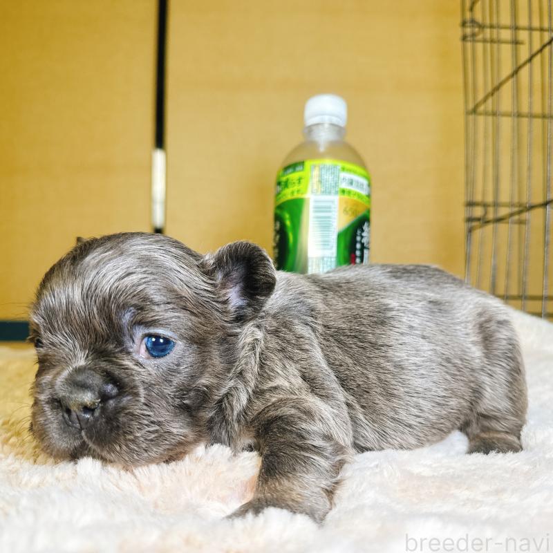 販売中の奈良県のフレンチブルドッグ-451376の18枚目