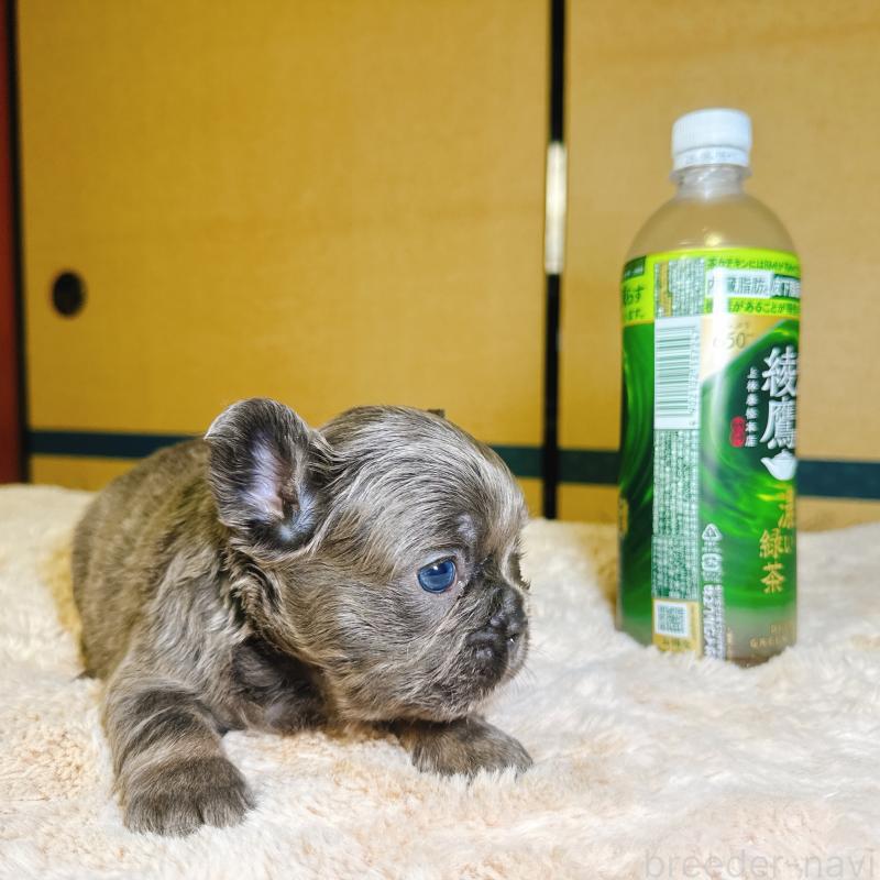 販売中の奈良県のフレンチブルドッグ-451376の17枚目