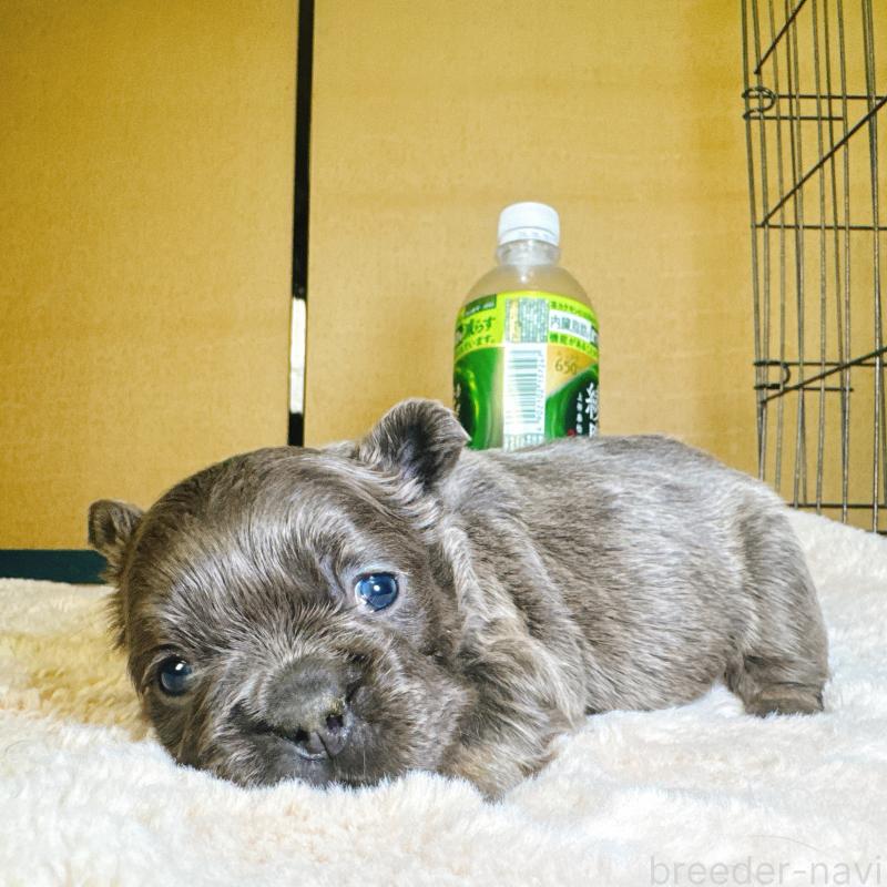 販売中の奈良県のフレンチブルドッグ-451376の16枚目