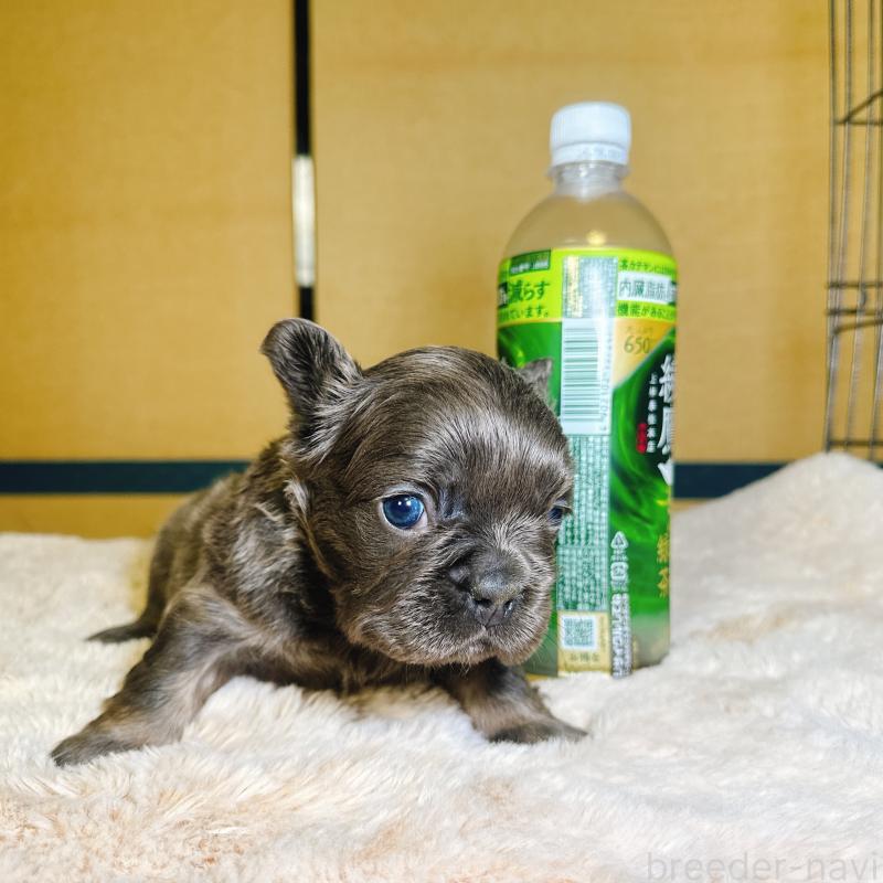 販売中の奈良県のフレンチブルドッグ-451376の13枚目