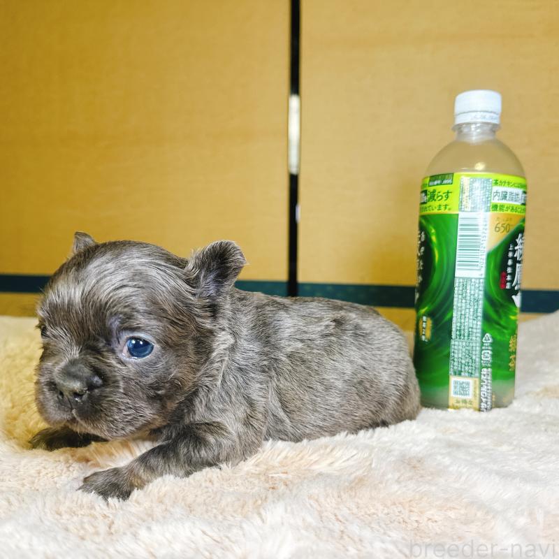 販売中の奈良県のフレンチブルドッグ-451376の12枚目