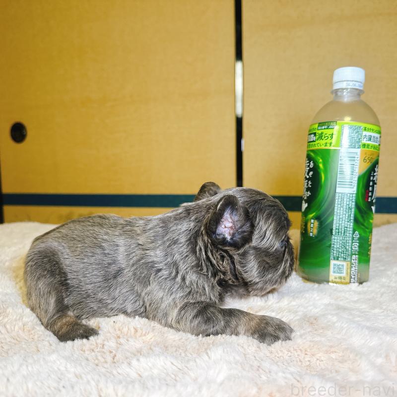 販売中の奈良県のフレンチブルドッグ-451376の11枚目