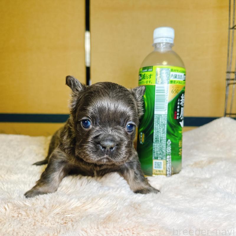 販売中の奈良県のフレンチブルドッグ-451376の10枚目